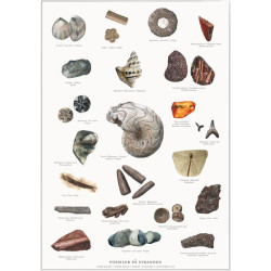 Tryk A4: Fossiler på stranden