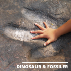 Dinosaur & Fossiler