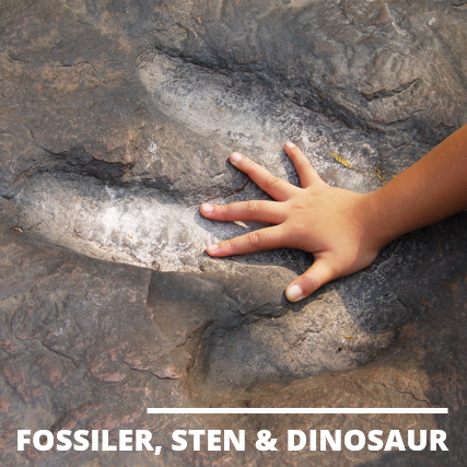 Dinosaur & Fossiler